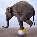  Слон стоит на <b>мячике</b> одной лапой 
