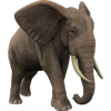 Слон серый с большими ушами