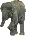 Слон-большой и красивый шагает