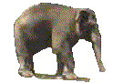 Серьезный слон