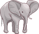 Ушастый слон
