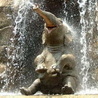 Слон под водопадом