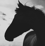  <b>Силуэт</b> лошади на фоне неба 