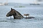 Лошадь переплывает реку неся на спине собачку