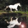 Белая лошадь отражается в воде