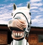  <b>Смеющаяся</b> лошадь 