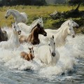 Лошади входят в реку