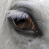 Анимированный глаз лошади