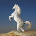  Белая <b>лошадь</b>, вставшая на дыбы в песке и на чистом небе 