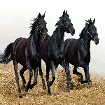  Три черных коня на <b>лугу</b> 