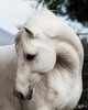 Красиво изогнутая шея белой лошади
