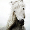  Белая <b>лошадь</b> 