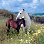 Белая лошадь с гнедым жеребенком  пасется
