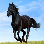 Черный конь бежит по траве
