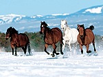  <b>Лошади</b> бегут по снегу в горах 