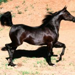 Скачущий черный конь