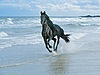  Черная лошадь <b>скачет</b> по берегу моря 