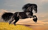 Черный конь на фоне неба