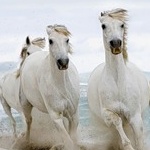 Лошади на берегу