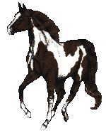 Черно-белая лошадка