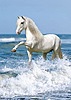 Белый конь играет с волнами