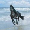 Черная лошадь у моря бежит