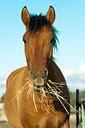 Конь с пучком травы на фоне неба