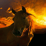 Конь на закате солнца