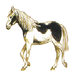 Чёрно белая лошадка