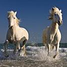 Две белые лошади скачут по воде