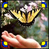 Рука,бабочка