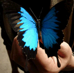 Бабочка в руках человека