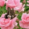 Бабочка сидит на розовой розе