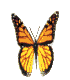 Желто-коричневая бабочка