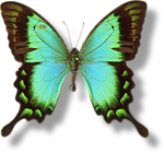  Бабочка сочетание <b>зеленого</b> и черного 
