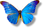  Сине-<b>голубая</b> бабочка 