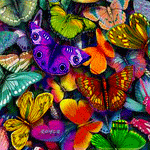 Много разных бабочек
