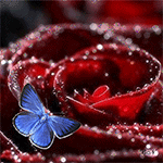  <b>Голубая</b> бабочка сидит на красной розе, покрытой каплями в... 