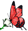  Красная бабочка на <b>белой</b> розе 
