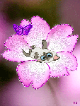 Котенок в цветке играет с бабочкой