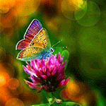 Разноцветная бабочка сидит на цветке клевера