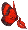 Красная бабочка на красном листочке