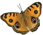 Бабочка (334)
