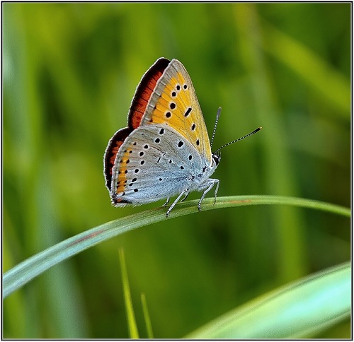 Бабочка отдыхает на зеленой травинке