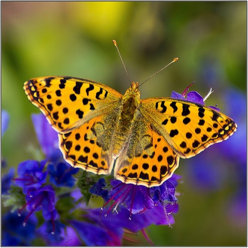 Фото - бабочка на синем цветке