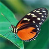 Бабочка- очаровашка сидит на листке