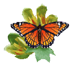 Очаровательная бабочка (10)