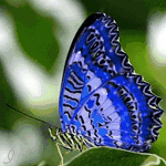 Бабочка с мерцающими синими крыльями на размытом зеленом ...