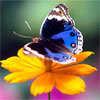 Бабочка- очаровашка на желтом цветке