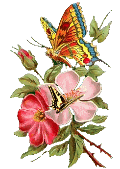 Бабочки над бело-розовыми цветами